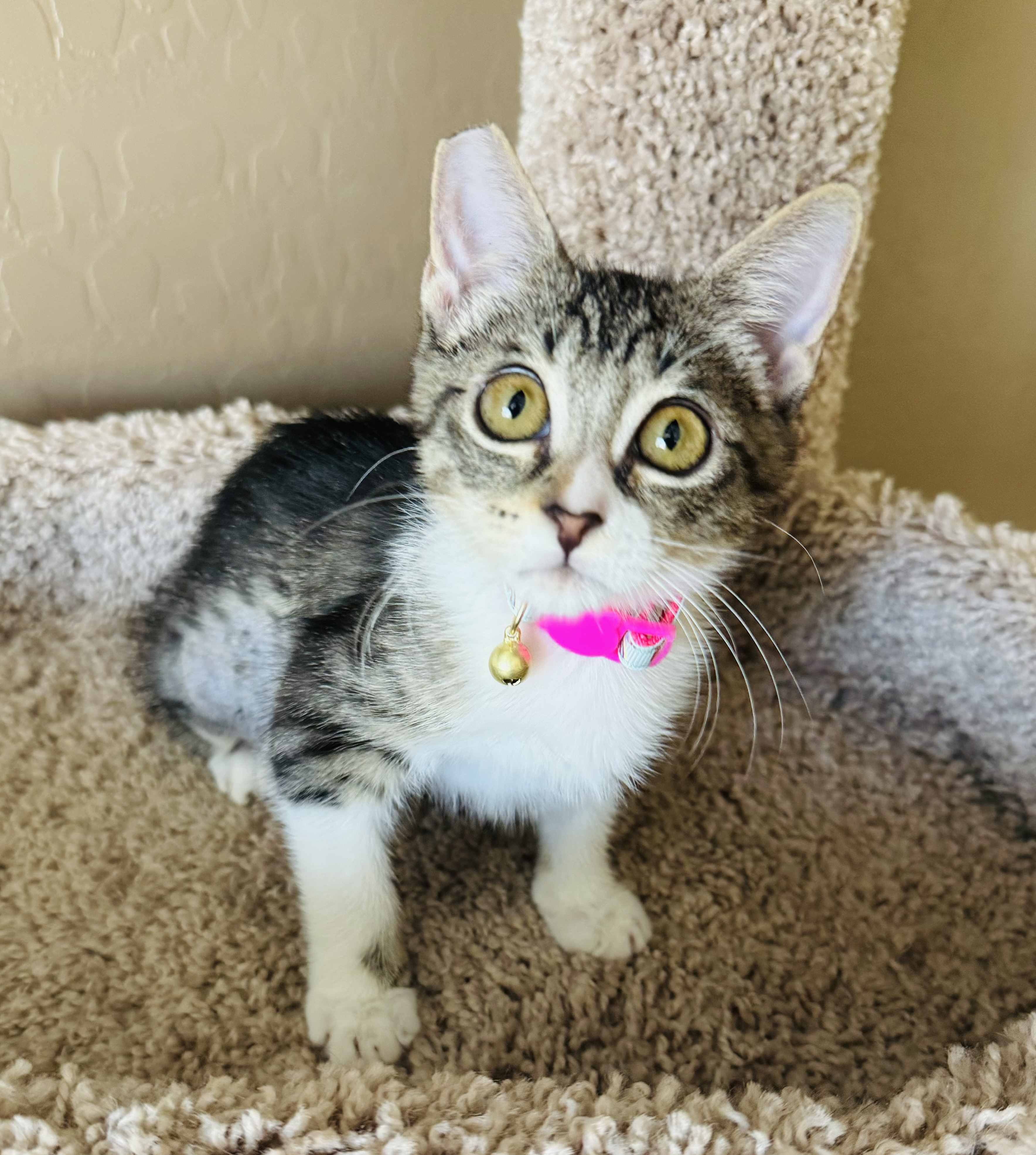 Cat for adoption Hope, a Domestic Short Hair in Las Vegas, NV Petfinder