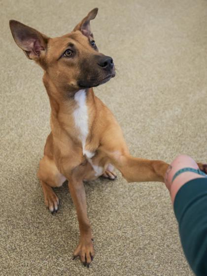 Milo, Adoptable, Adult Male German Shepherd Dog & Mixed Breed.
