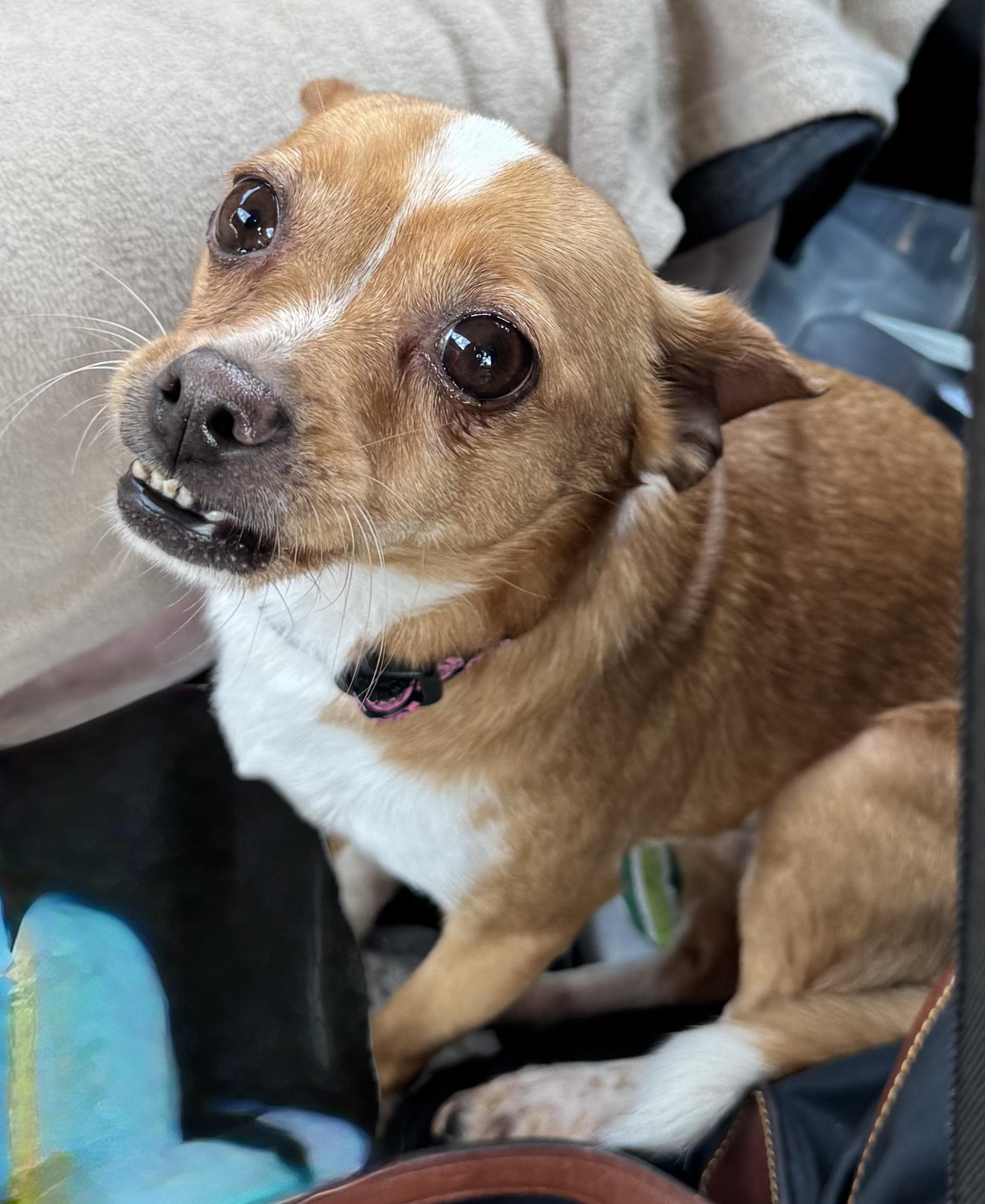 Phoebe, Adoptable, Adult Female Chihuahua.