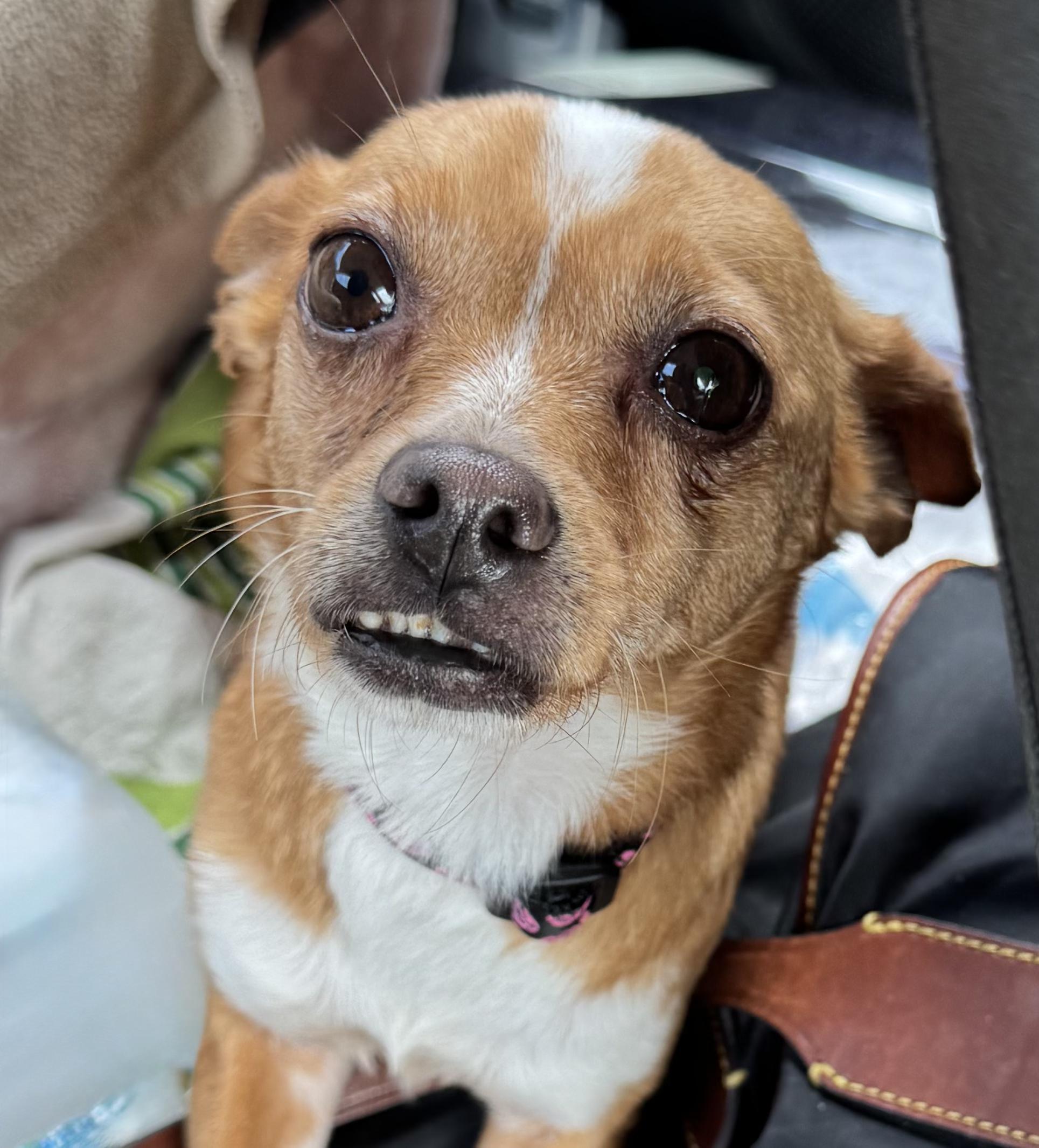 Phoebe, a Adoptable mixed breed in Cumming, GA image 2/4