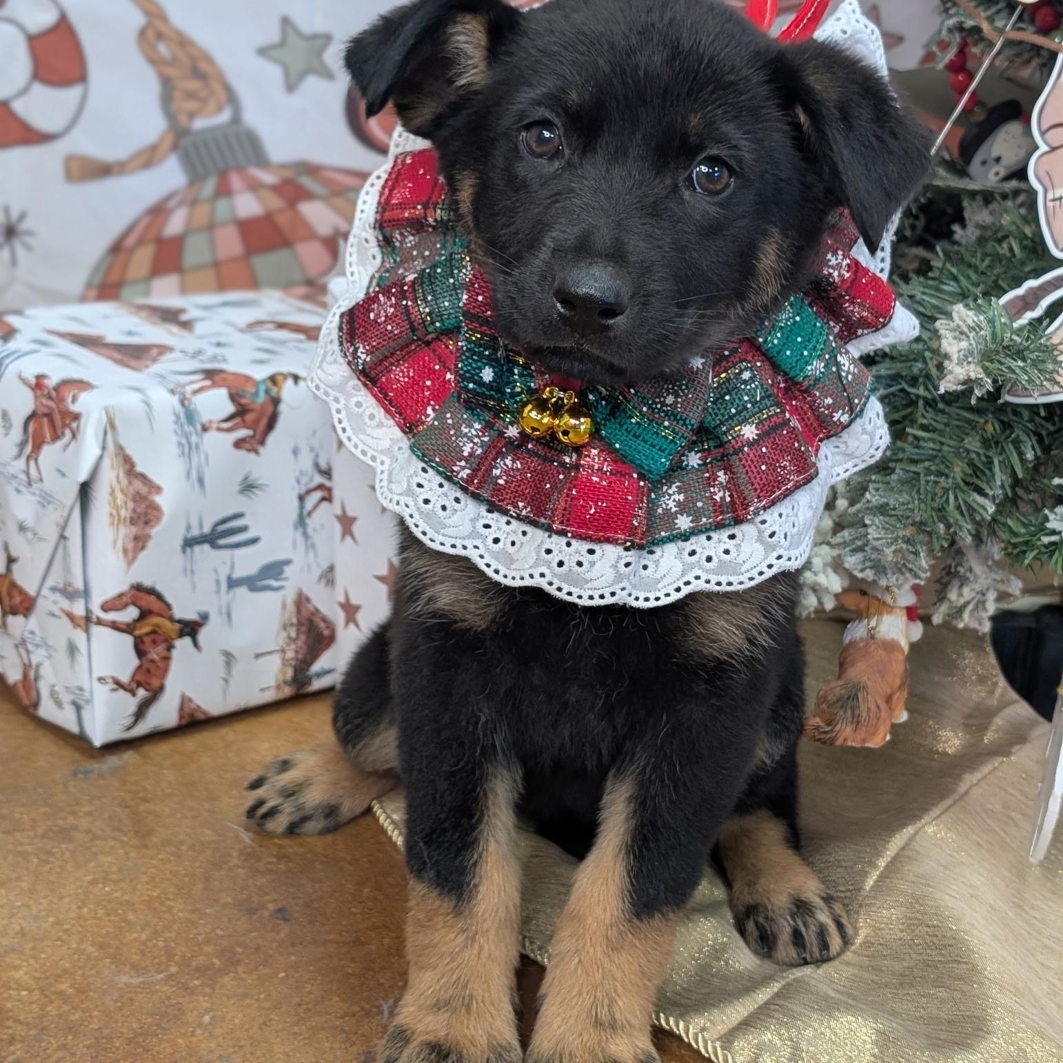 Sugar Plum, ADOPTABLE, Puppy Female Doberman Pinscher & German Shepherd Dog.