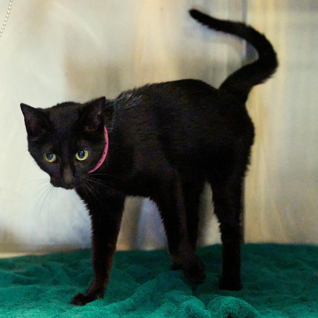Enlarge Khloe, a Adoptable Domestic Short Hair in Memphis, TN image 1/6