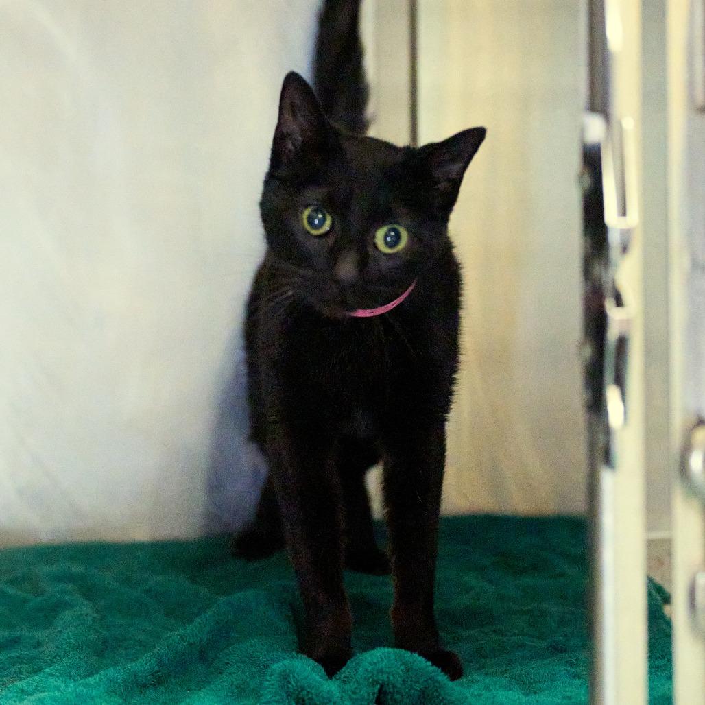 Enlarge Khloe, a Adoptable Domestic Short Hair in Memphis, TN image 2/6