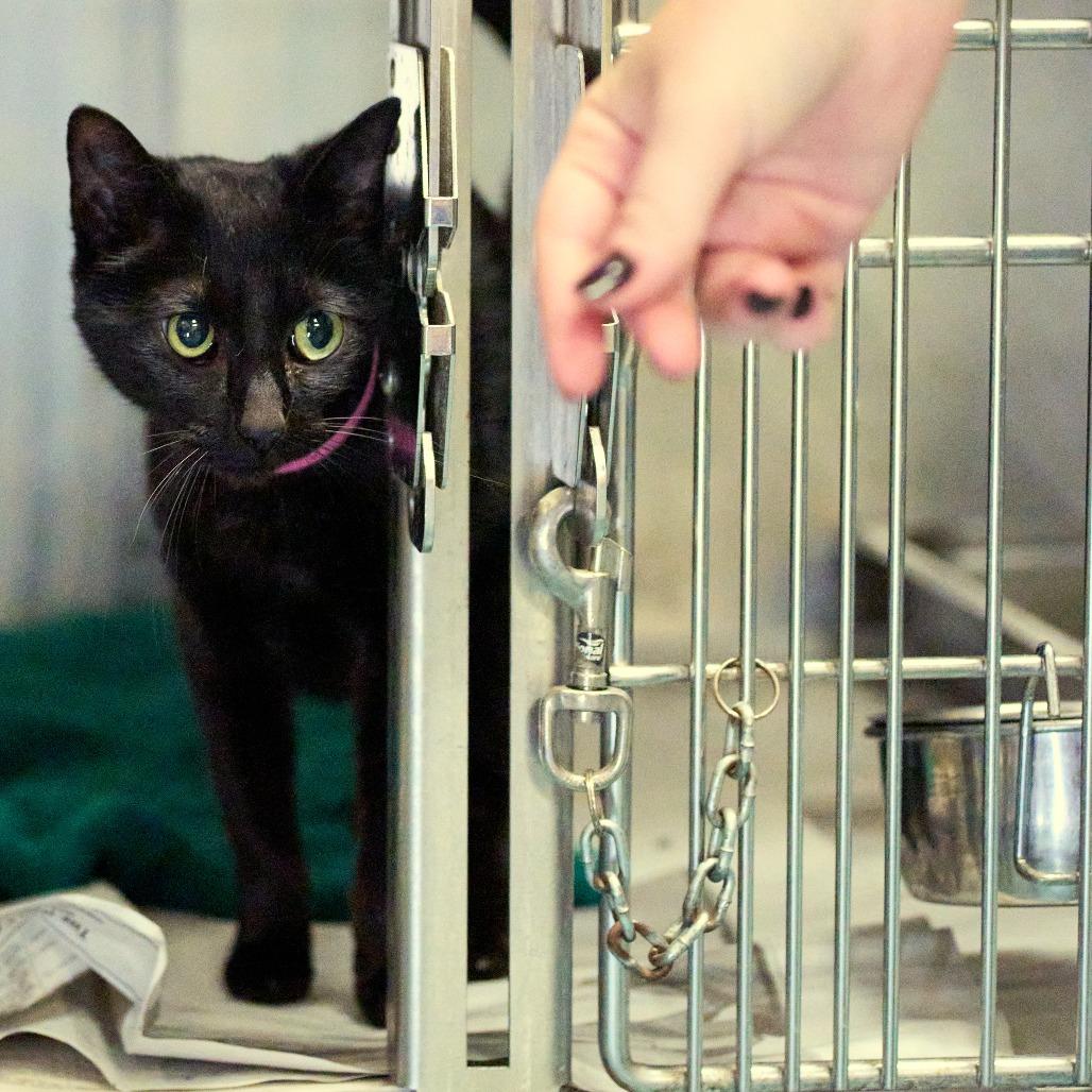 Enlarge Khloe, a Adoptable Domestic Short Hair in Memphis, TN image 3/6
