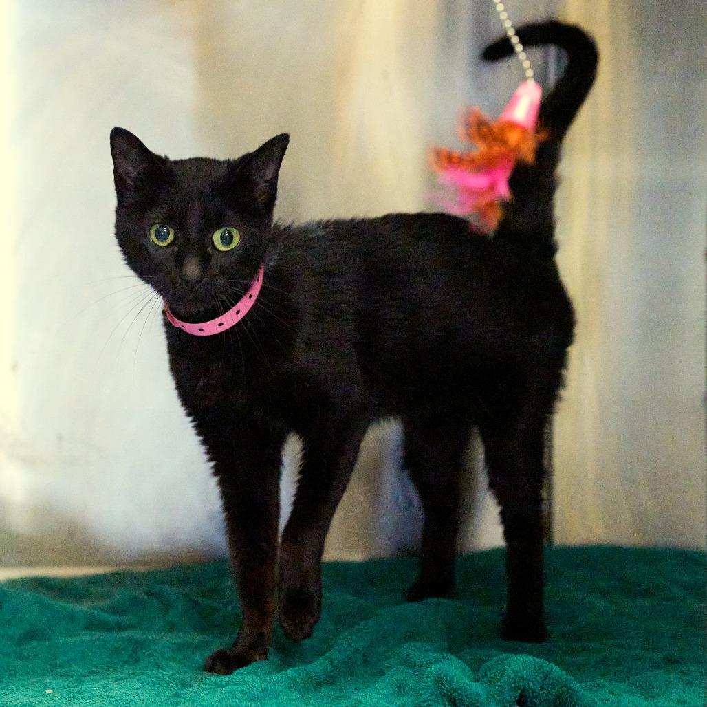 Enlarge Khloe, a Adoptable Domestic Short Hair in Memphis, TN image 4/6