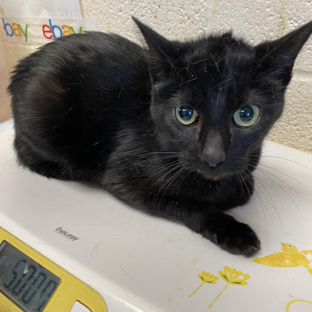 Enlarge Khloe, a Adoptable Domestic Short Hair in Memphis, TN image 5/6