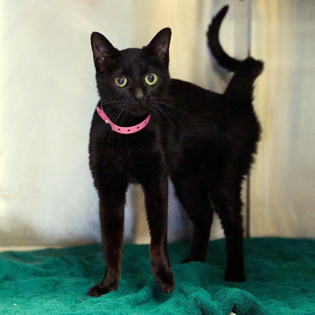 Enlarge Khloe, a Adoptable Domestic Short Hair in Memphis, TN image 6/6