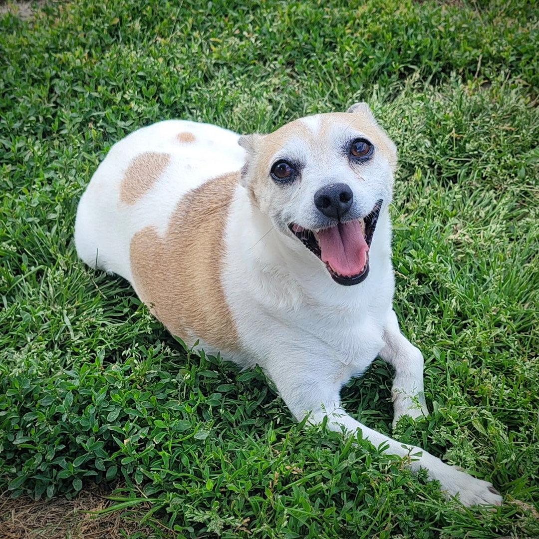 Enlarge Petey (VA), a Adoptable mixed breed in Piney River, VA image 3/3