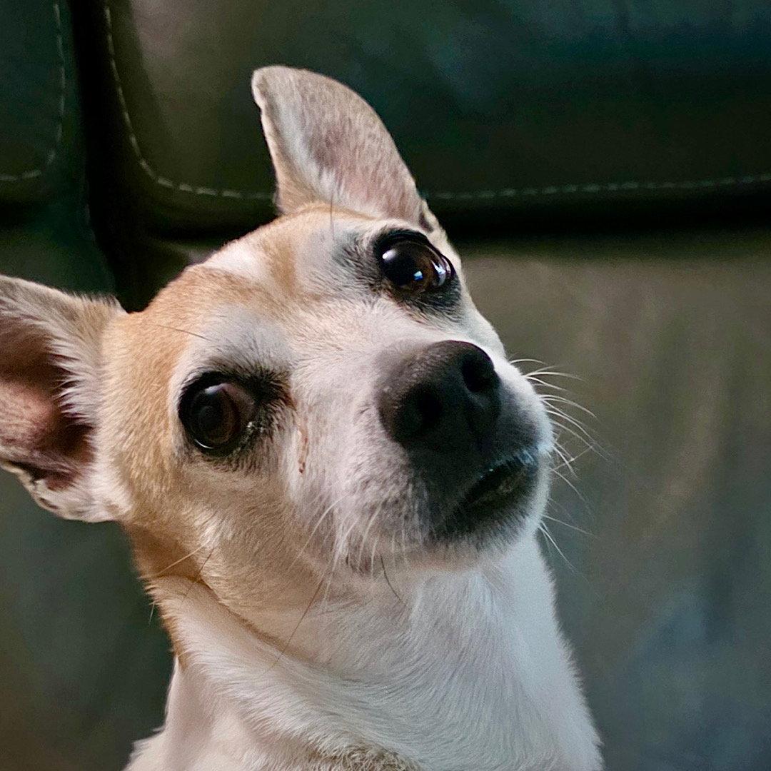 Enlarge Petey (VA), a Adoptable mixed breed in Piney River, VA image 1/3