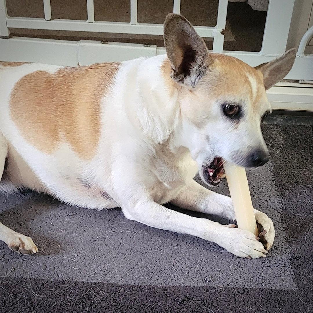 Enlarge Petey (VA), a Adoptable mixed breed in Piney River, VA image 2/3