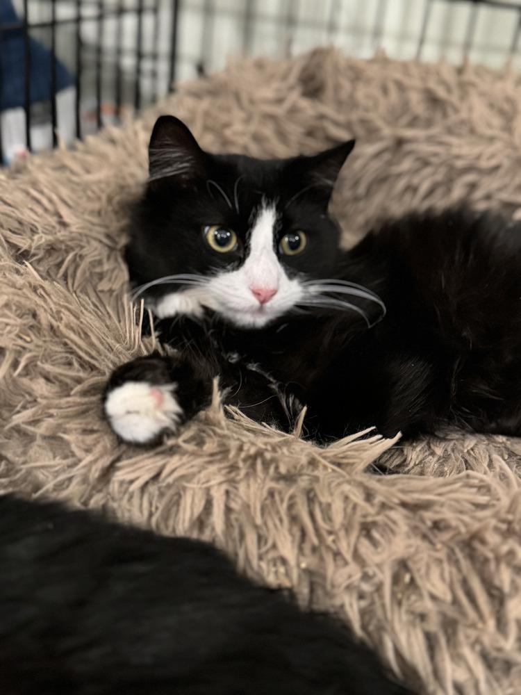 Marni, Adopted, Young Female Domestic Long Hair.