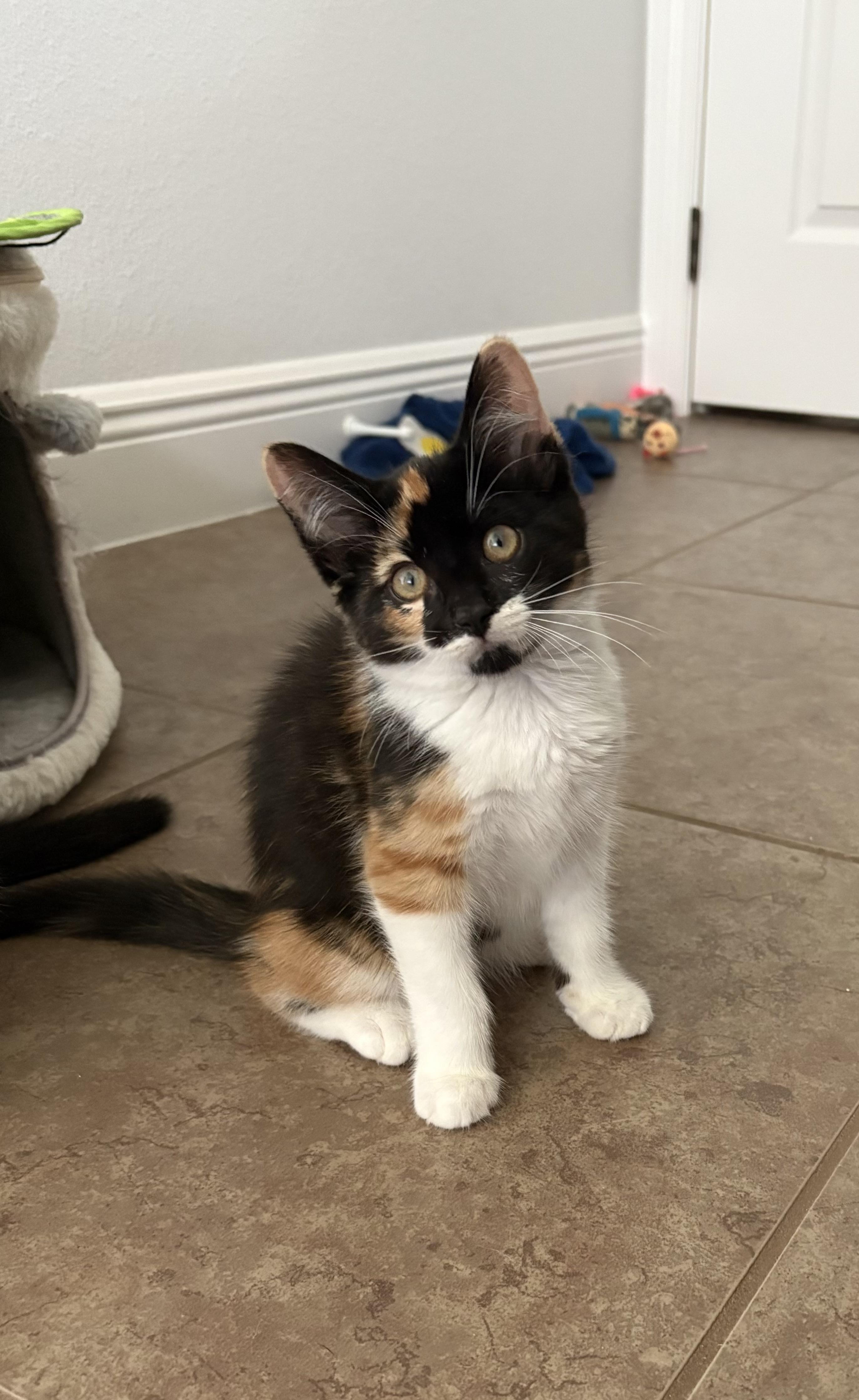 Rabbit, a Adopted Domestic Short Hair in Orlando, FL image 5/6