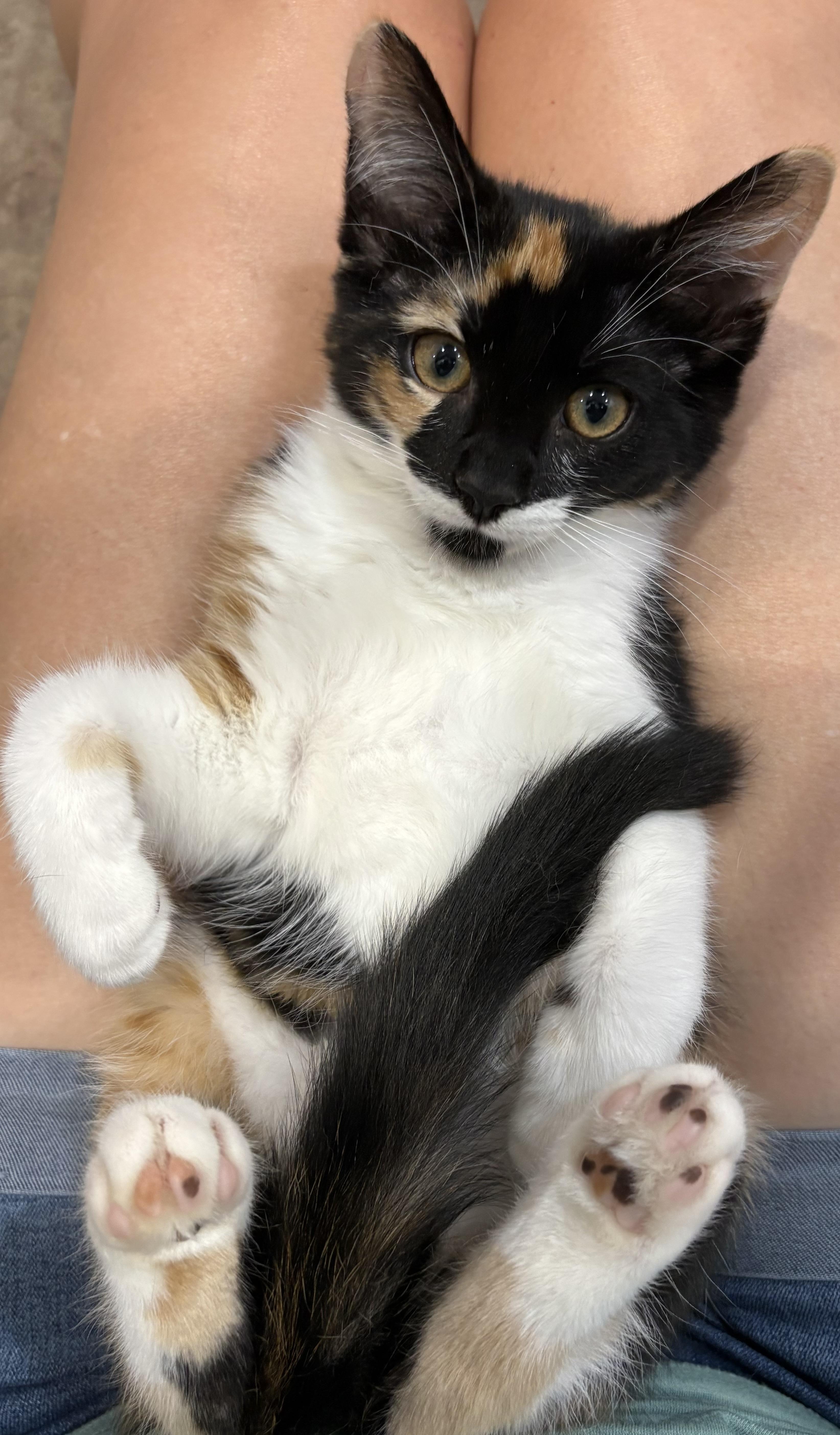 Rabbit, a Adopted Domestic Short Hair in Orlando, FL image 1/6