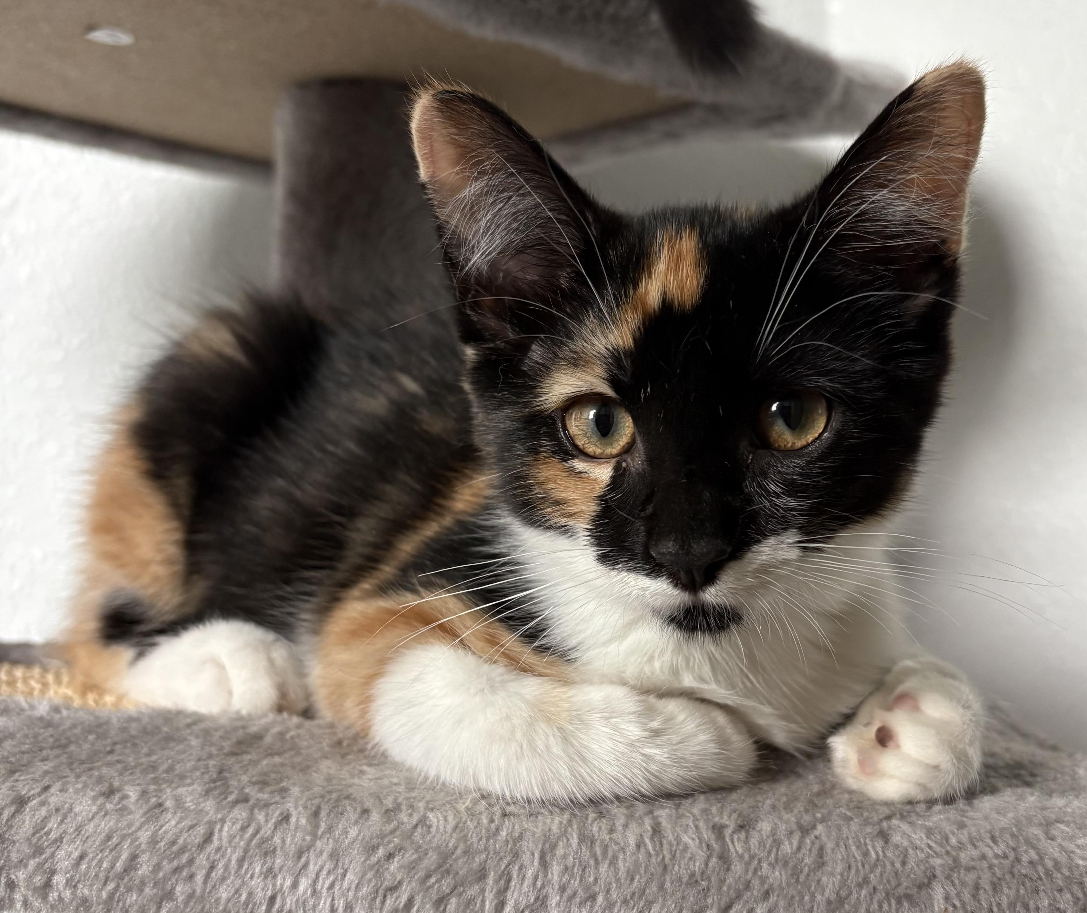 Rabbit, a Adopted Domestic Short Hair in Orlando, FL image 2/6