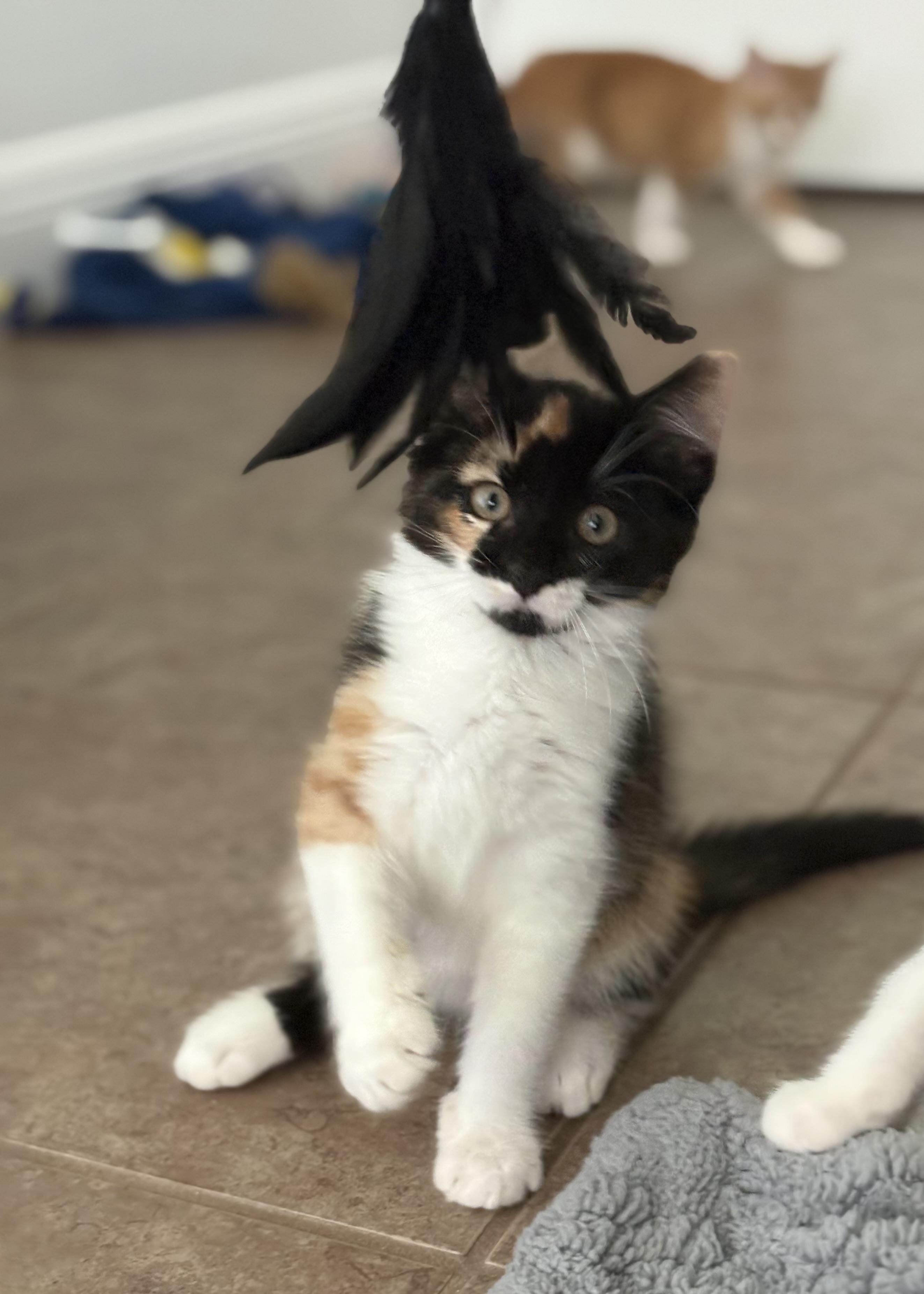 Rabbit, a Adopted Domestic Short Hair in Orlando, FL image 6/6