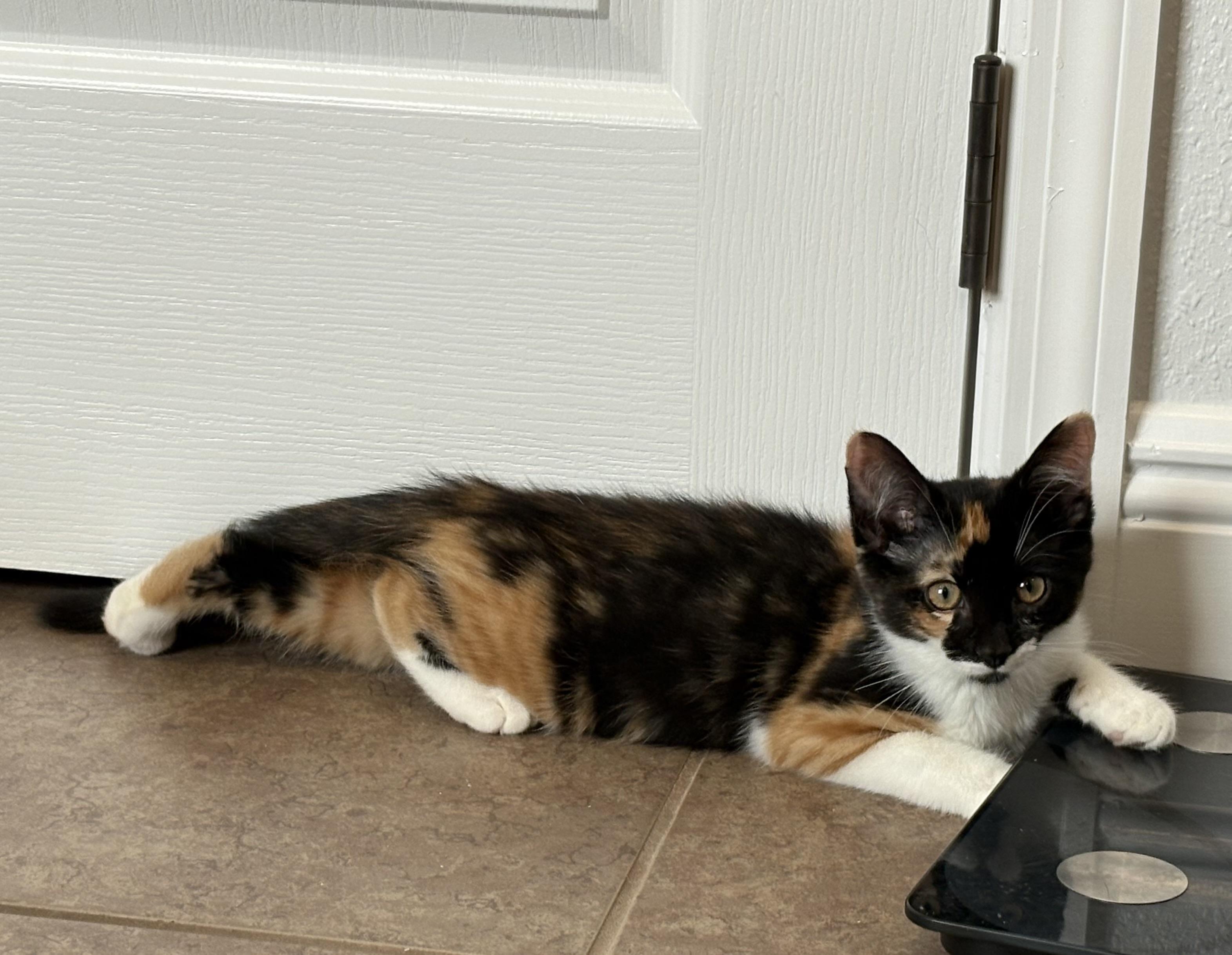 Rabbit, a Adopted Domestic Short Hair in Orlando, FL image 4/6