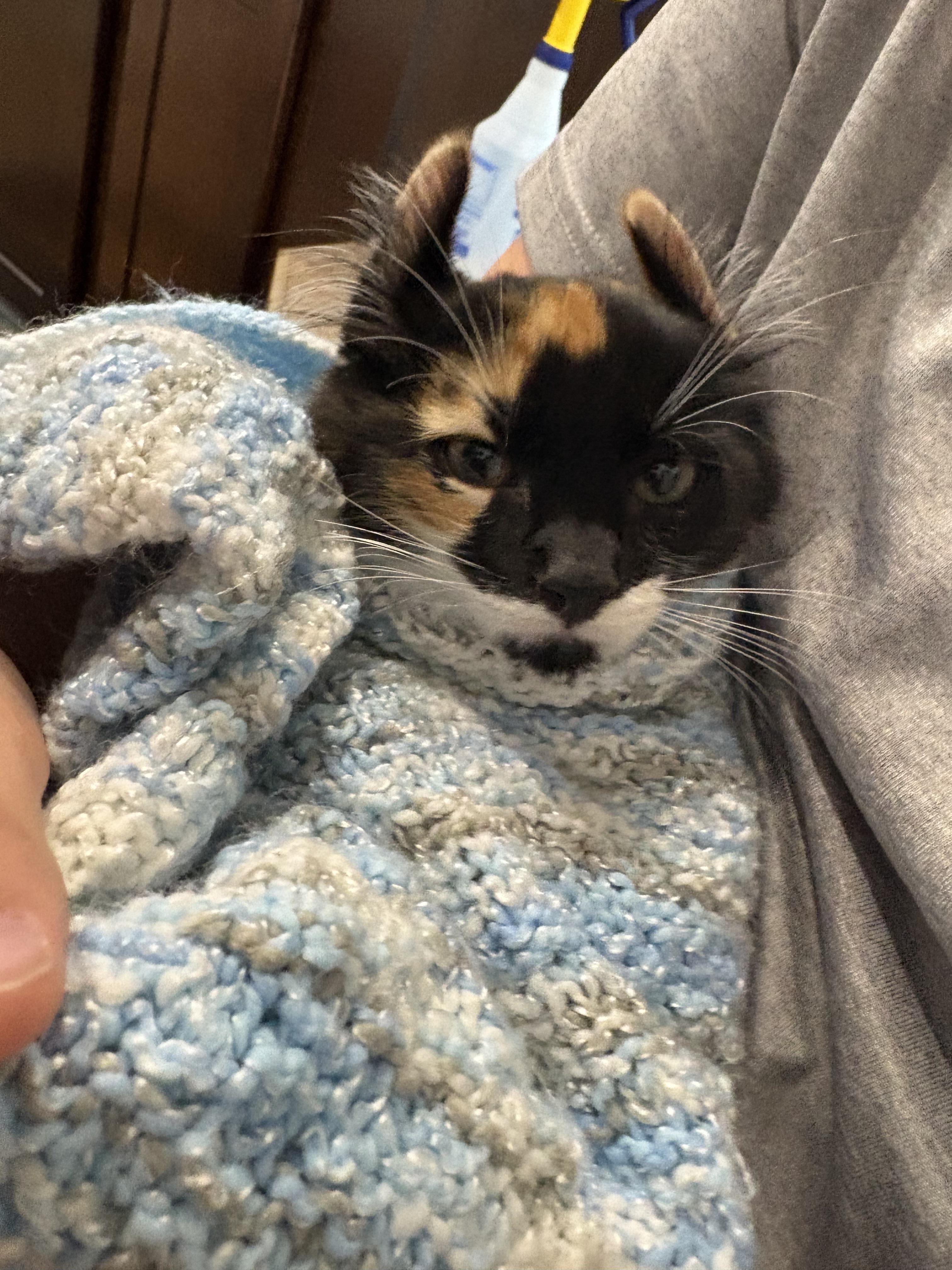 Rabbit, a Adopted Domestic Short Hair in Orlando, FL image 3/6