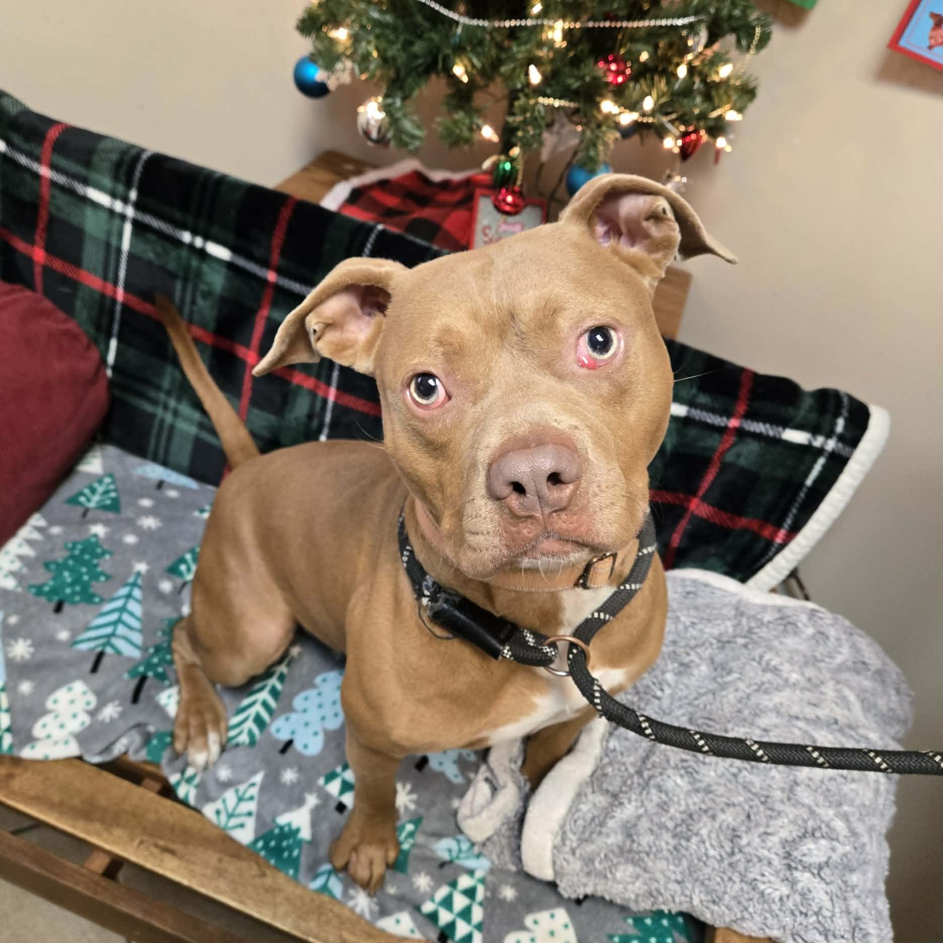 Jafar, ADOPTABLE, Adult Male Pit Bull Terrier.