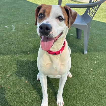 Mandy, Adoptable, Adult Female Terrier & Mixed Breed.