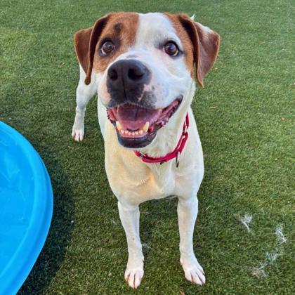 Enlarge Mandy, a Adoptable mixed breed in Gastonia, NC image 2/3