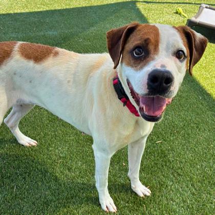 Enlarge Mandy, a Adoptable mixed breed in Gastonia, NC image 3/3