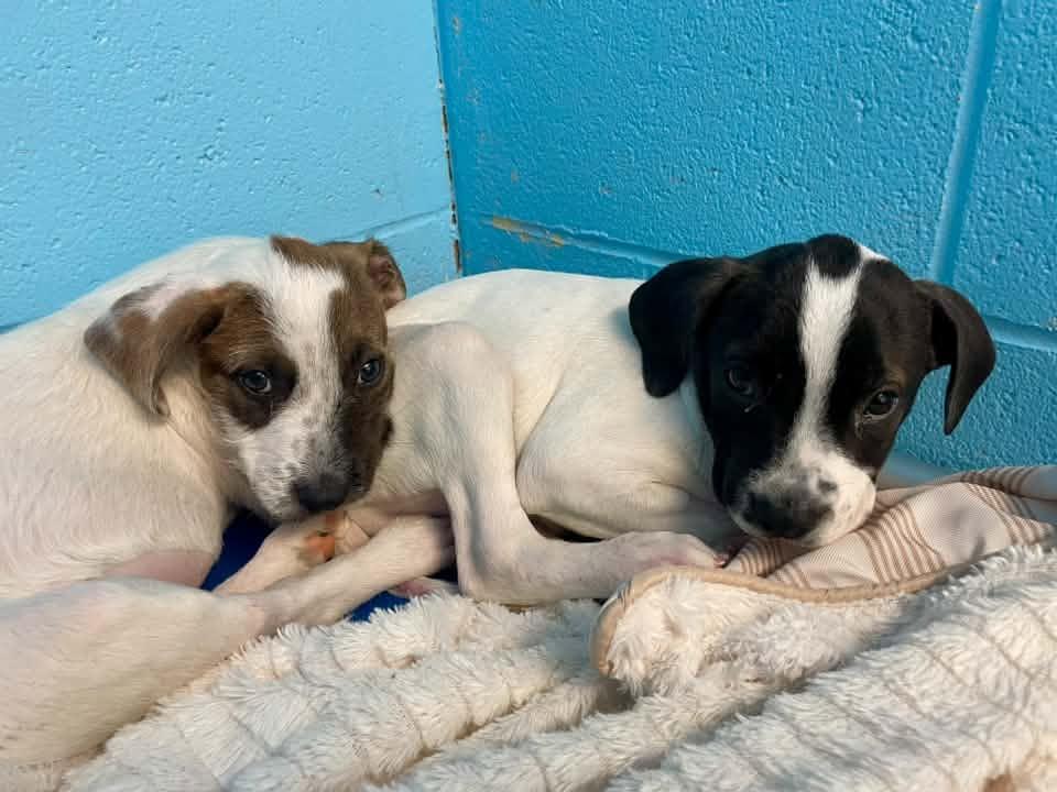 Enlarge Puddles & Thunder, a Adopted mixed breed in Stillwater, OK image 2/5