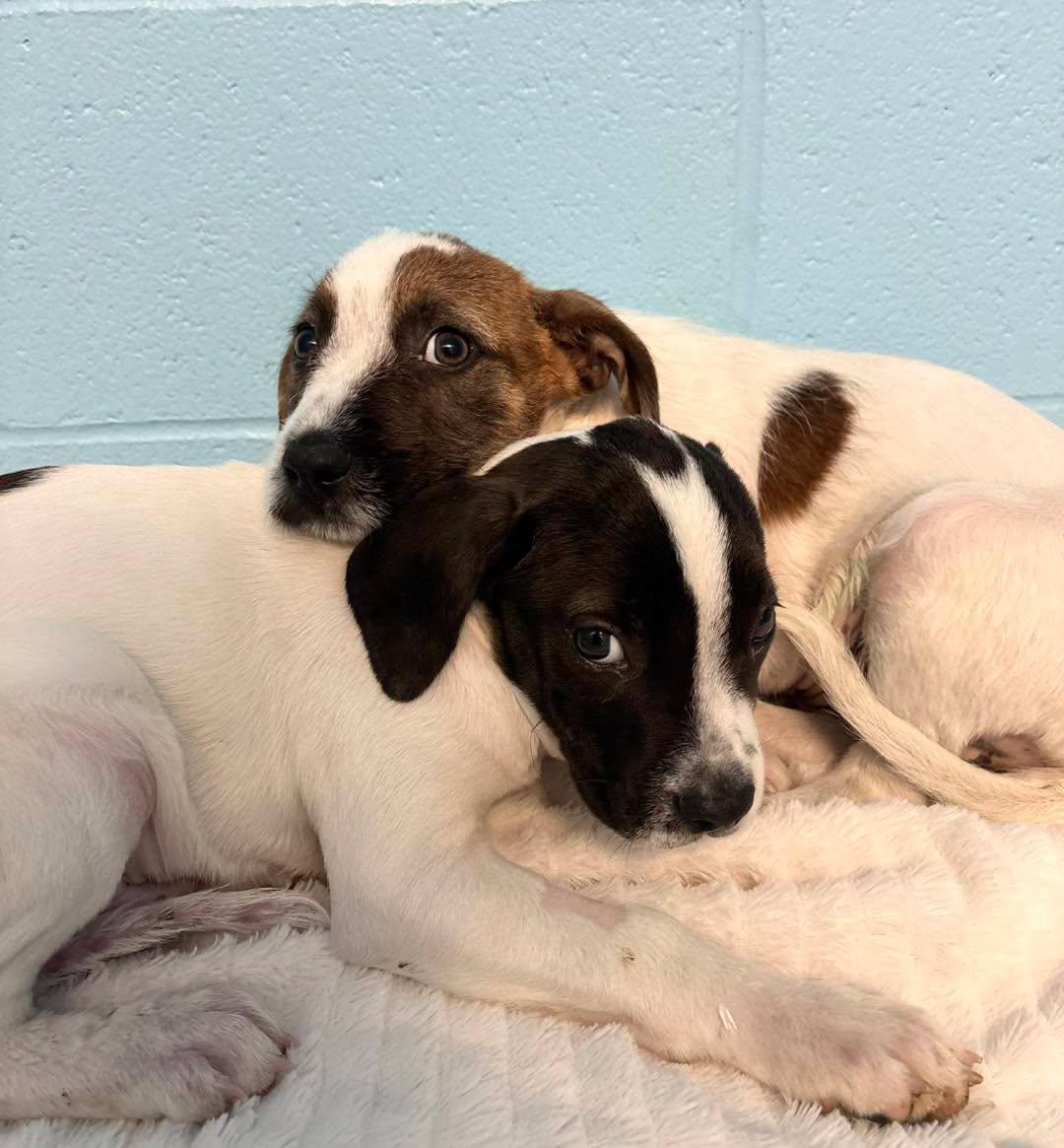 Puddles & Thunder, Adopted, Puppy Male American Bully.