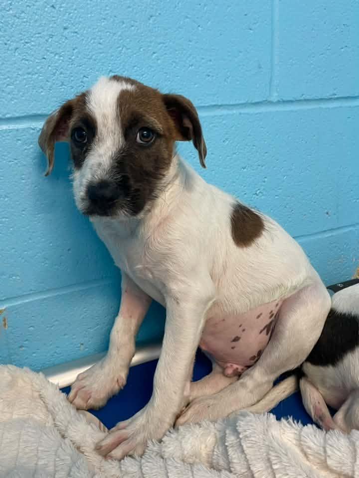 Enlarge Puddles & Thunder, a Adopted mixed breed in Stillwater, OK image 3/5