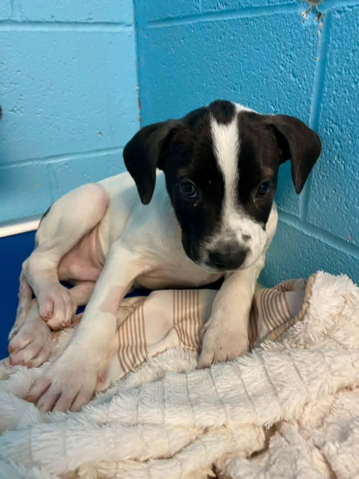 Enlarge Puddles & Thunder, a Adopted mixed breed in Stillwater, OK image 4/5
