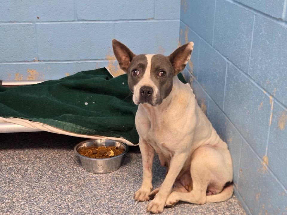 Enlarge Puddles & Thunder, a Adopted mixed breed in Stillwater, OK image 5/5