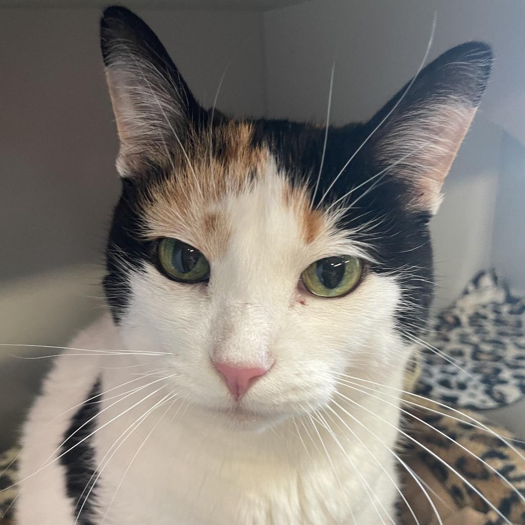 Natasha, Adoptable, Senior Female Domestic Short Hair.