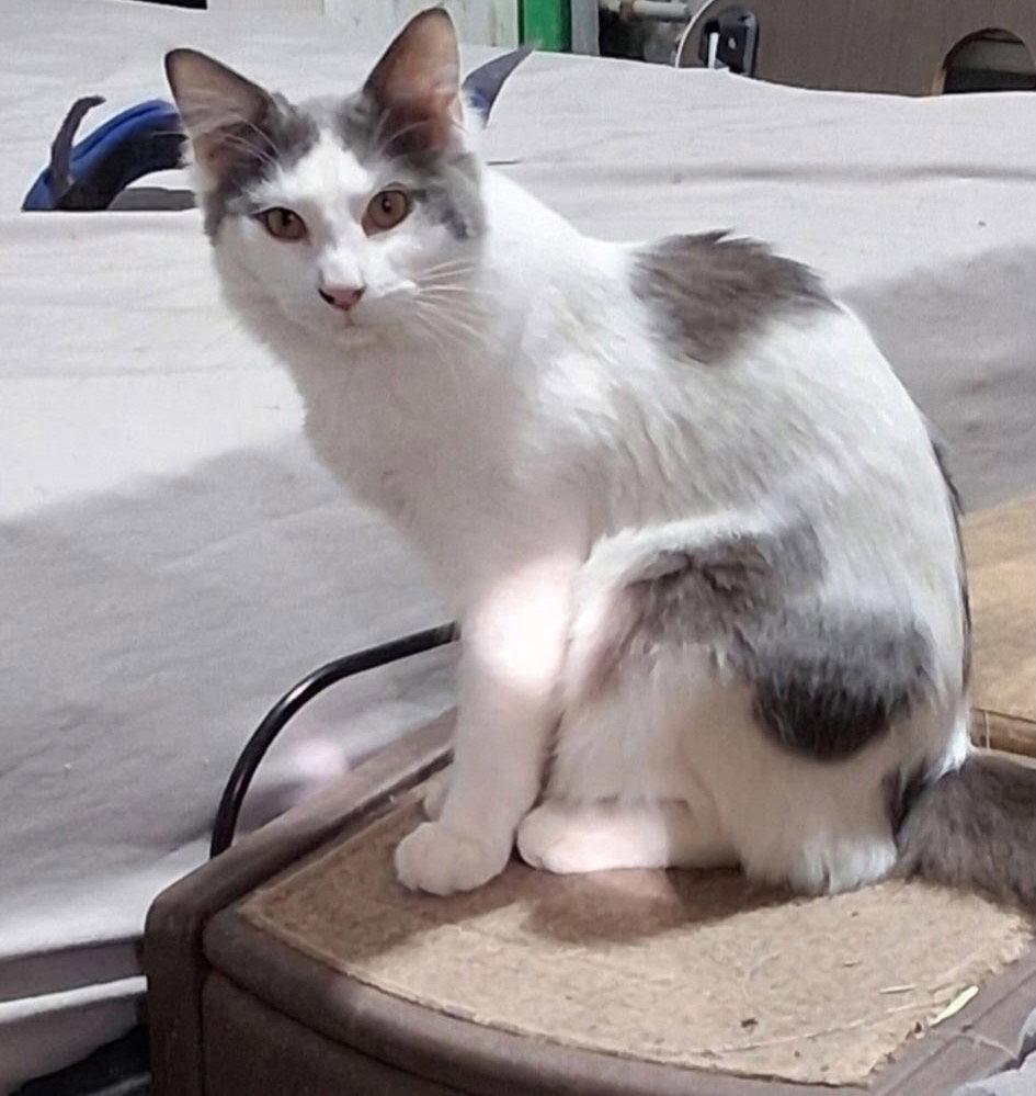 Mr Hanks (& sibling), a Adoptable Domestic Short Hair in Castro Valley, CA image 1/3