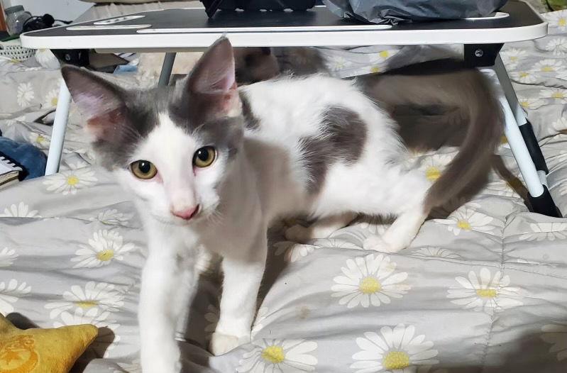 Mr Hanks (& Willow), Adoptable, Young Male Domestic Short Hair.