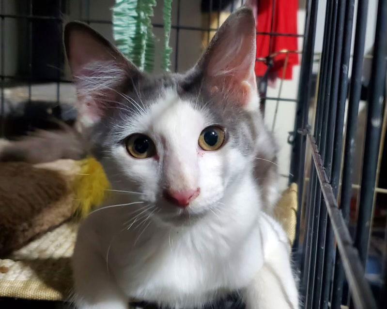 Enlarge Mr Hanks (& Willow), a Adoptable Domestic Short Hair in Castro Valley, CA image 3/3