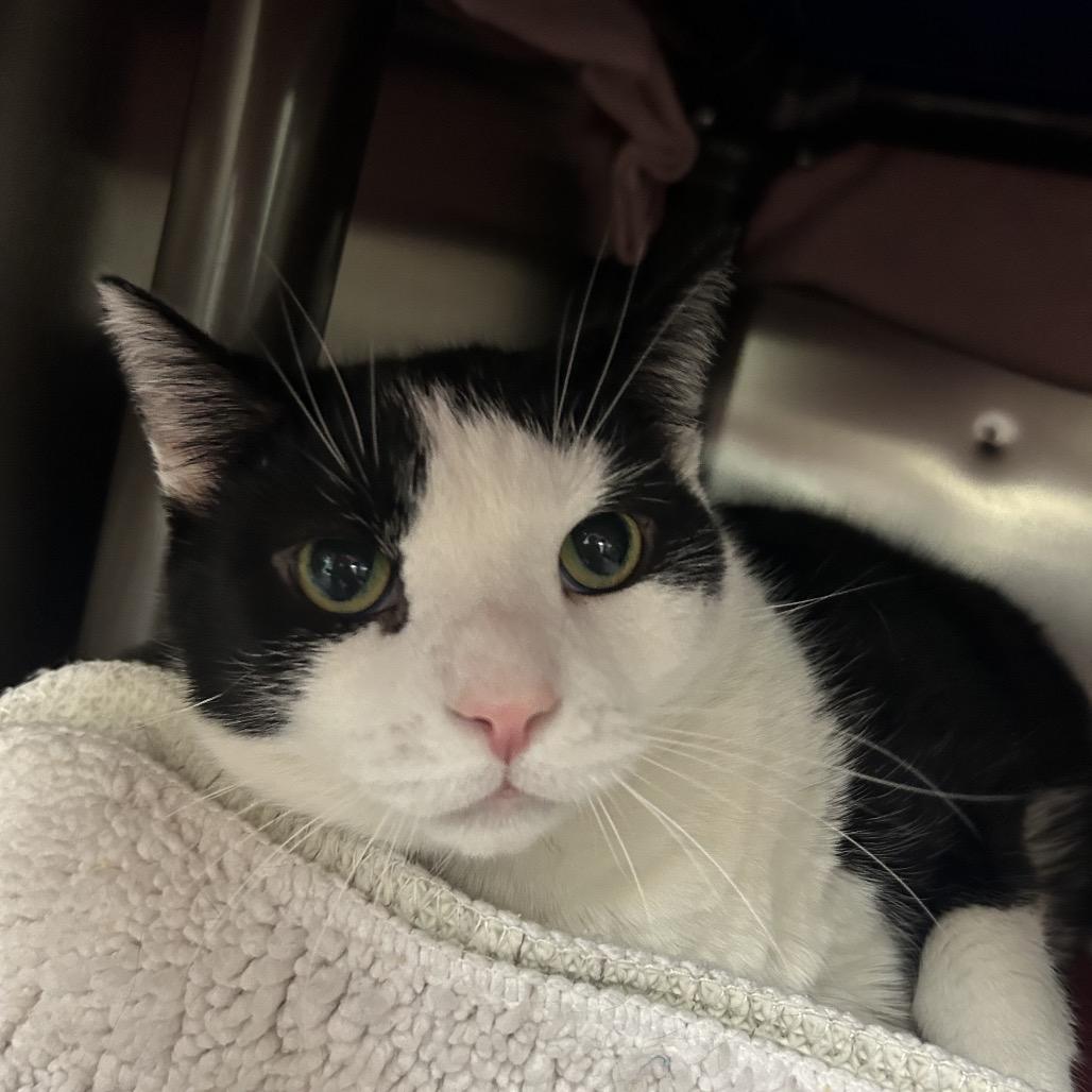 Jack, Adoptable, Adult Male Domestic Short Hair.