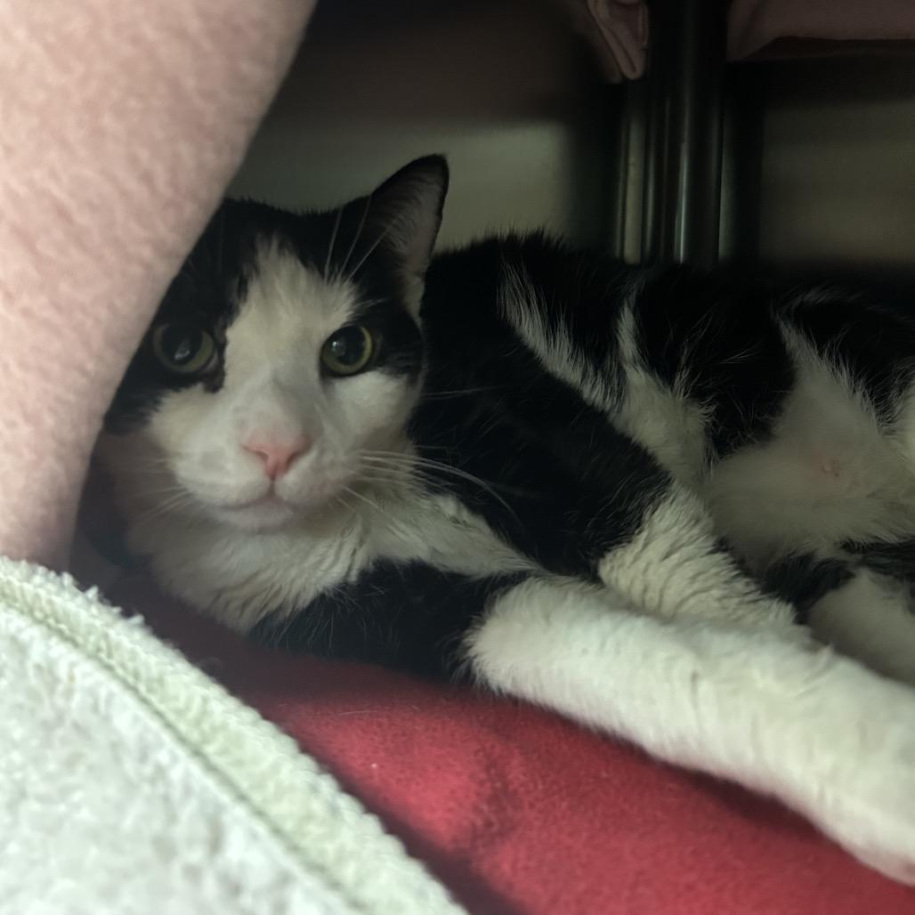 Enlarge Jack, a Adoptable Domestic Short Hair in Charlottesville, VA image 2/5