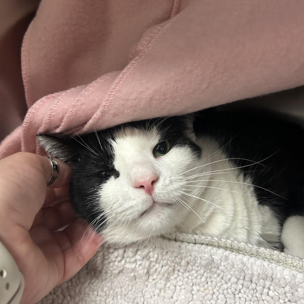 Enlarge Jack, a Adoptable Domestic Short Hair in Charlottesville, VA image 3/5