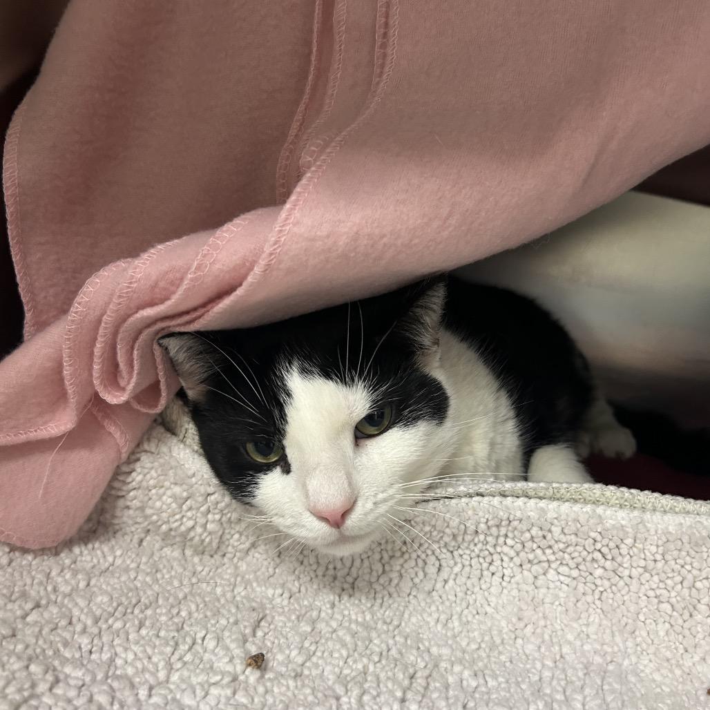 Enlarge Jack, a Adoptable Domestic Short Hair in Charlottesville, VA image 4/5