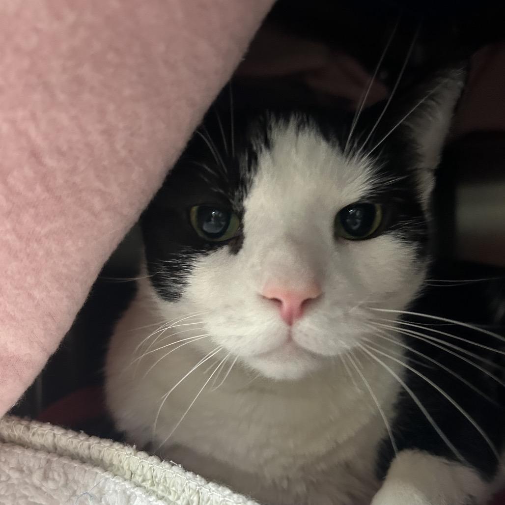 Enlarge Jack, a Adoptable Domestic Short Hair in Charlottesville, VA image 5/5