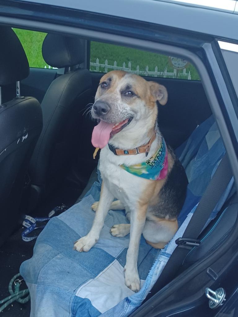 Max, Adoptable, Young Male Mixed Breed.