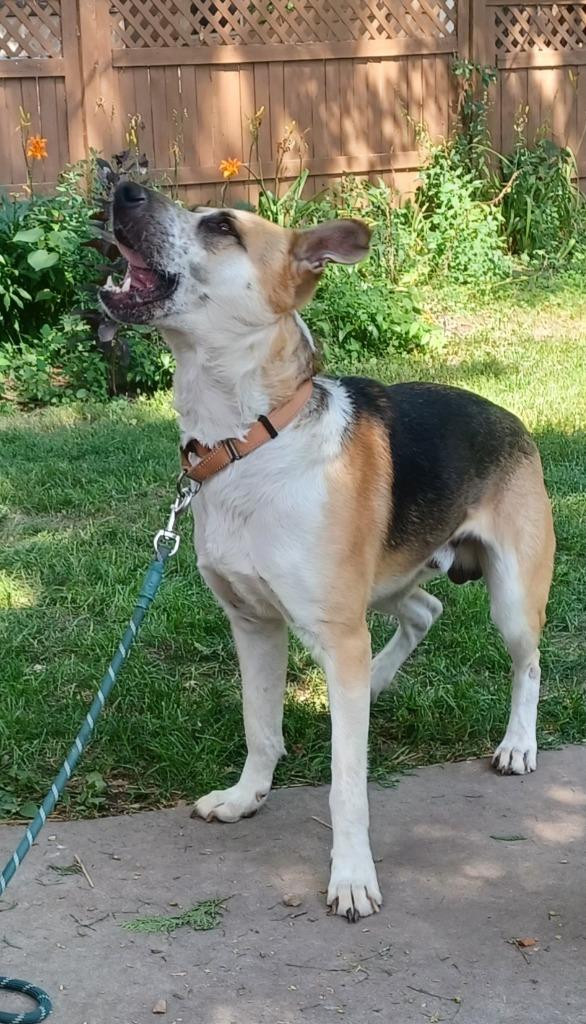 Enlarge Max, a Adoptable mixed breed in Minneapolis, MN image 2/6