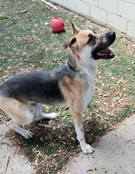 Enlarge Max, a Adoptable mixed breed in Minneapolis, MN image 2/6