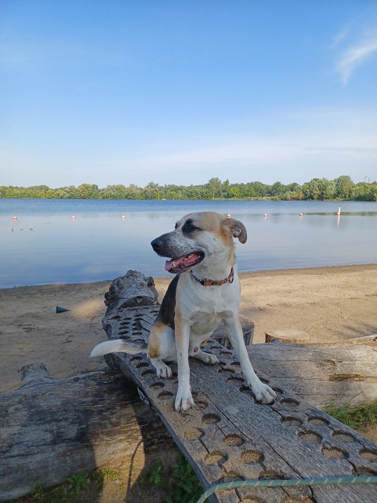 Enlarge Max, a Adoptable mixed breed in Minneapolis, MN image 3/6