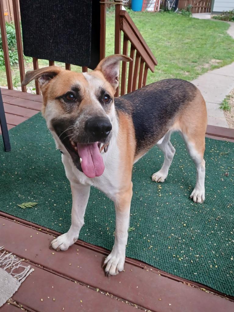 Enlarge Max, a Adoptable mixed breed in Minneapolis, MN image 5/6