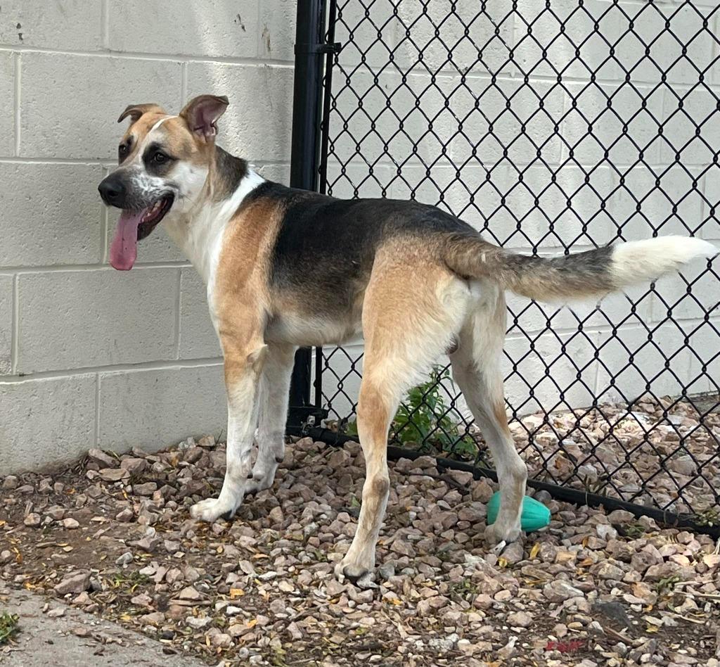 Enlarge Max, a Adoptable mixed breed in Minneapolis, MN image 6/6