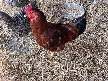 King Richard, Adoptable, Adult Male Chicken & Chicken.