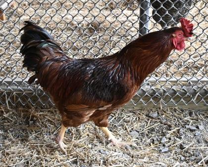 Enlarge King Richard, a Adoptable Chicken in West Seneca, NY image 2/2