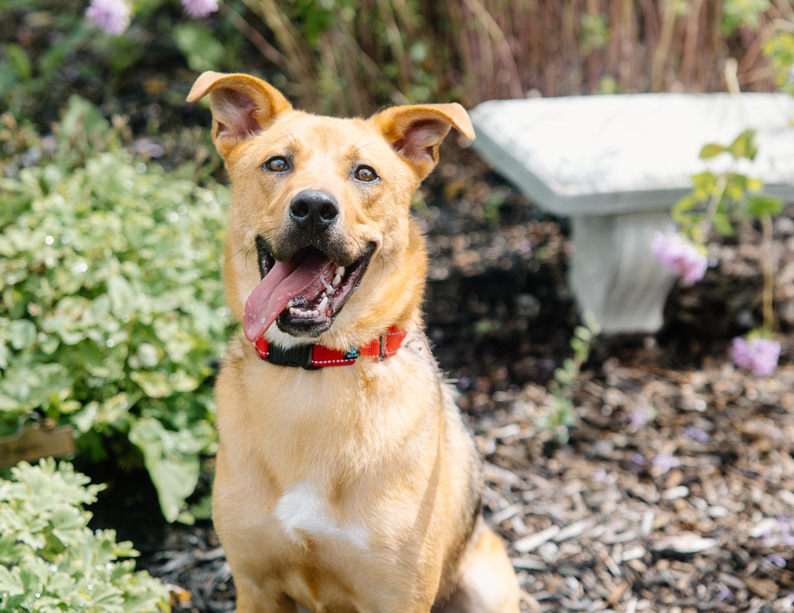 Gus, adoptable, Adult Male German Shepherd Dog.