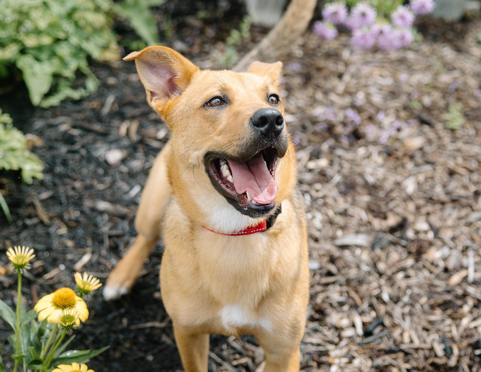 Enlarge Gus, an adoptable mixed breed in Columbus, IN image 2/6