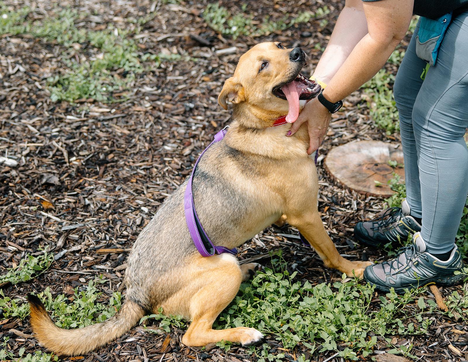 Enlarge Gus, an adoptable mixed breed in Columbus, IN image 6/6